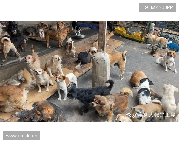 杨千霖家的狗吃的都比我一个月工资还贵